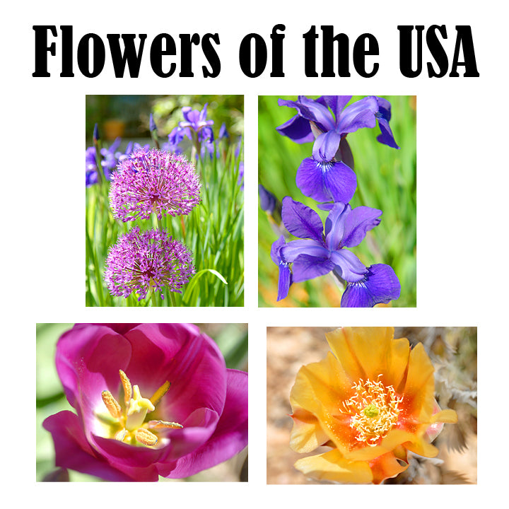 Hand Printed Note Cards - Flowers of the USA