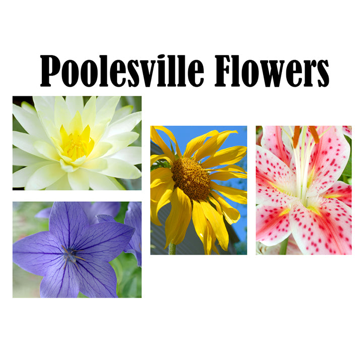 Hand Printed Note Cards - Poolesville Flowers