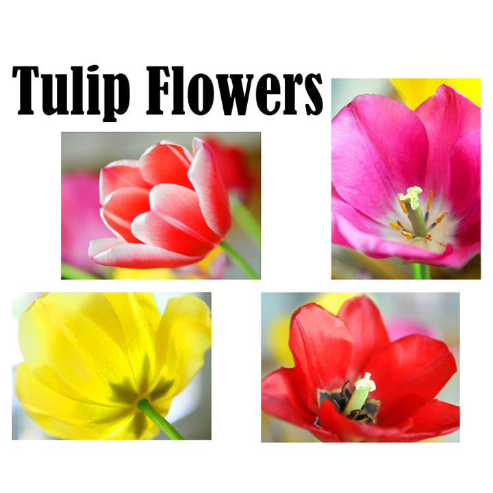 Hand Printed Note Cards - Tulip Flowers